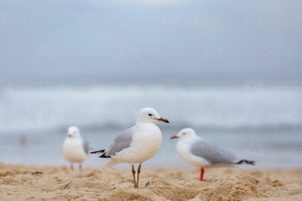 Trio of seagulls standing on sandy beach on overcast day - Australian Stock Image