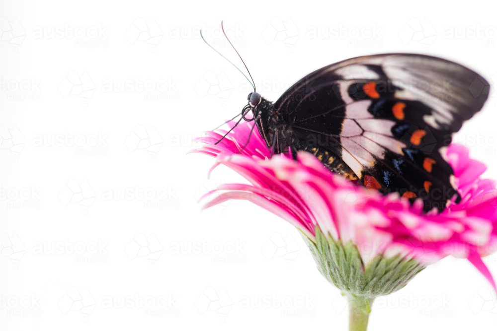 Tropical butterfly on colourful flower - Australian Stock Image