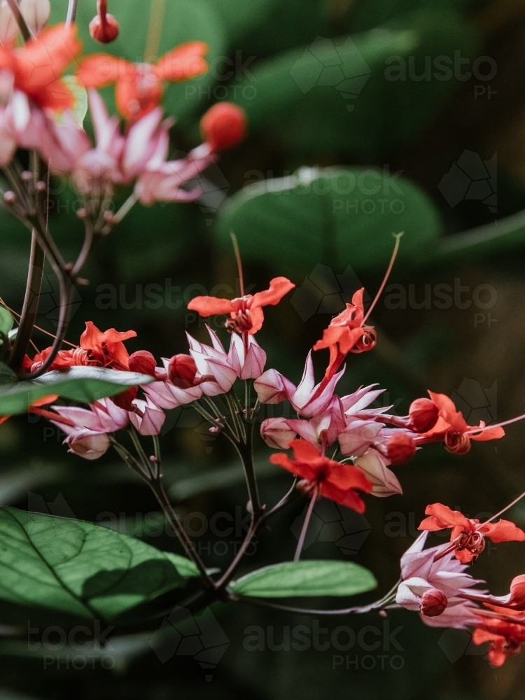 Tropical Flowers - Australian Stock Image