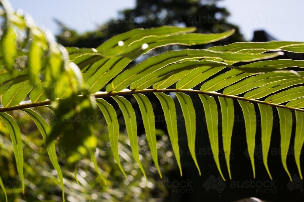 tropical leaves in the daintree rainforest - Australian Stock Image