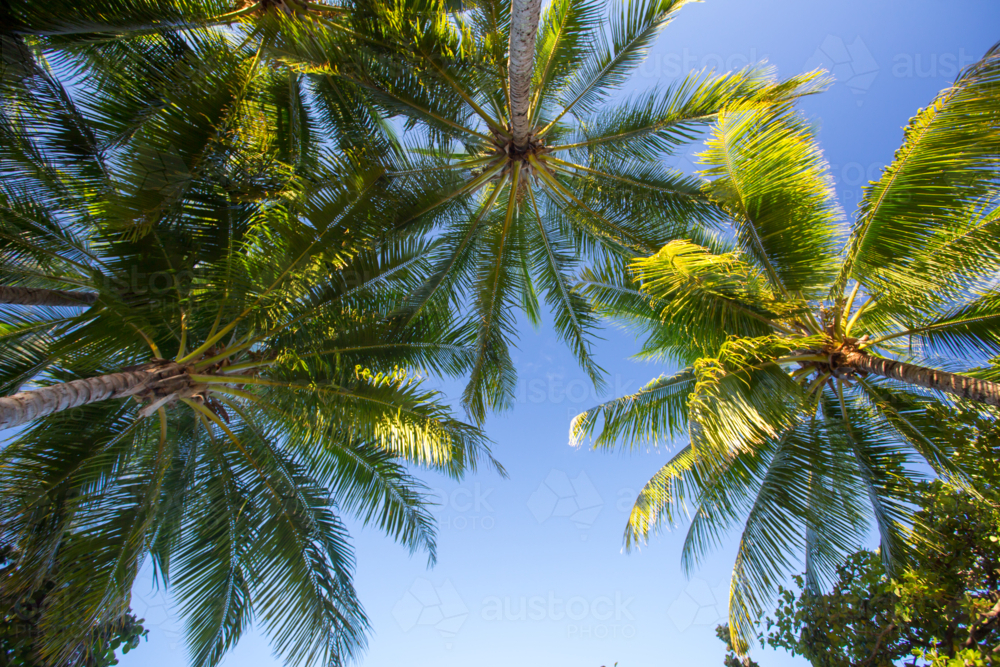 Tropical palm trees in Palm Cove, Queensland, Australia - Australian Stock Image