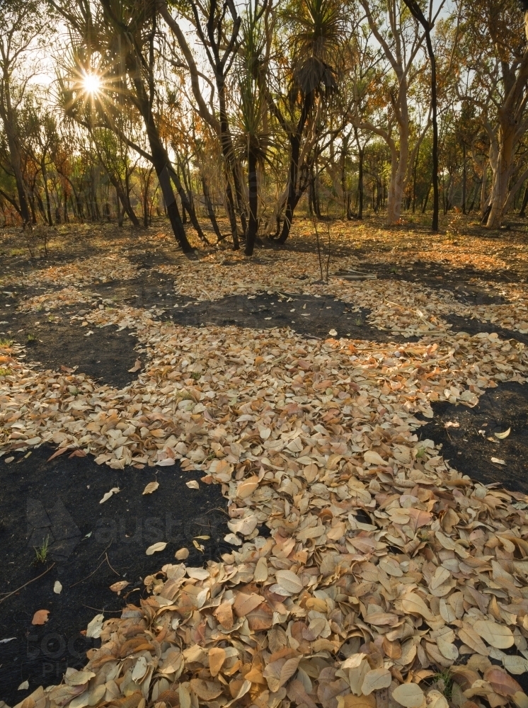 Tropical savanna in dry season with fallen leaves after fire - Australian Stock Image