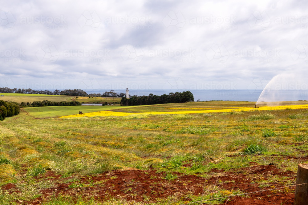 Tulip and flower farm in Tasmania - Australian Stock Image