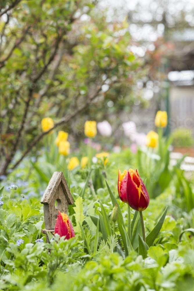 Tulip Garden with Small Garden Statue - Australian Stock Image