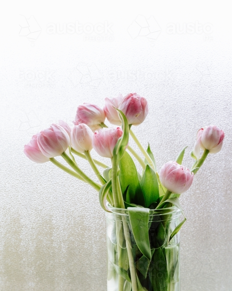 Tulips on a window sill - Australian Stock Image