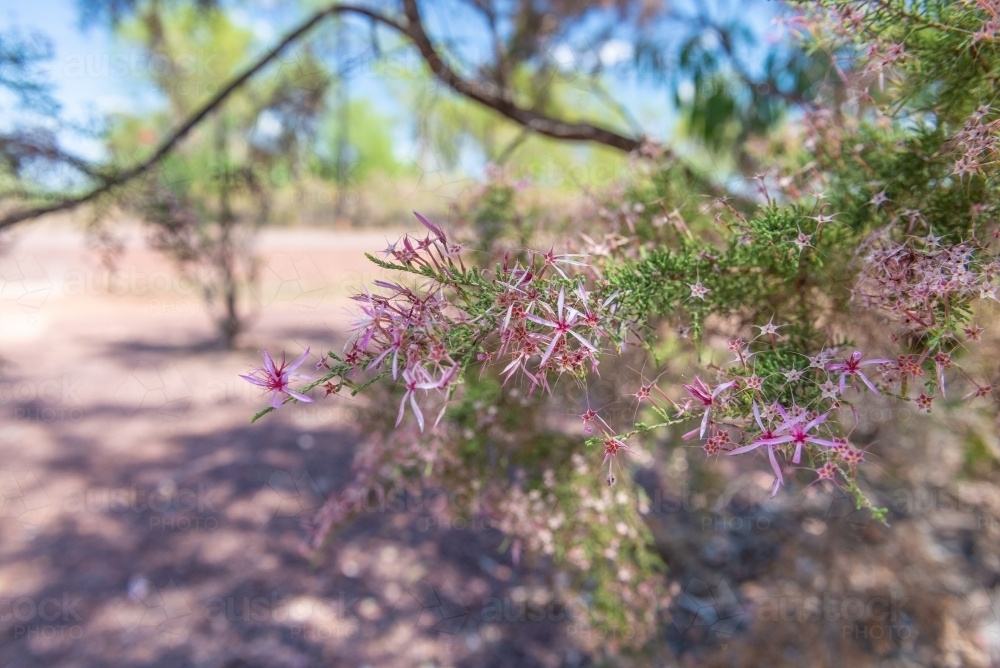 Turkey Bush - Australian Stock Image