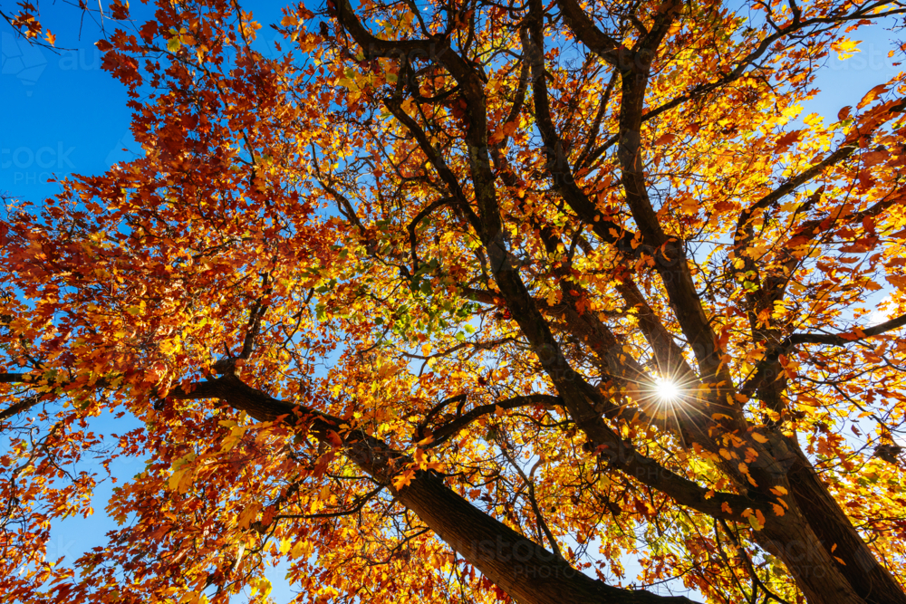Turning leaves in a tree on a warm sunny autumn day in the Dandenongs region and town of Kallista - Australian Stock Image