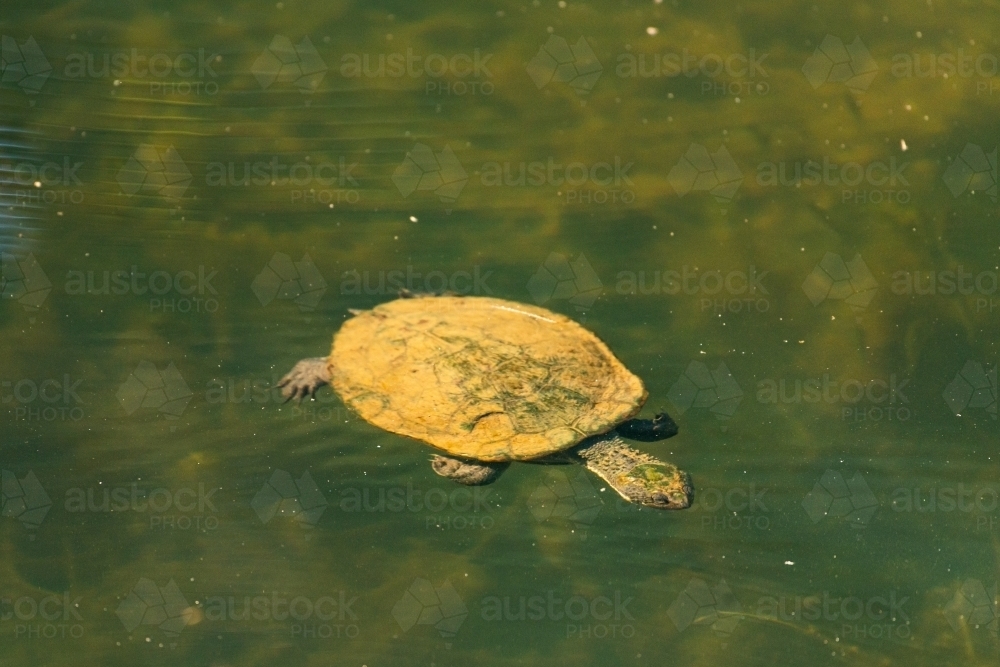 Turtle floating in water - Australian Stock Image