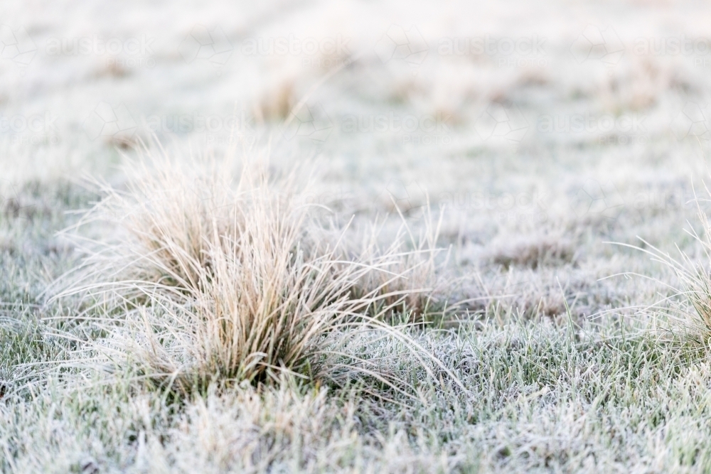 tussocks of grass on frosty morning - Australian Stock Image