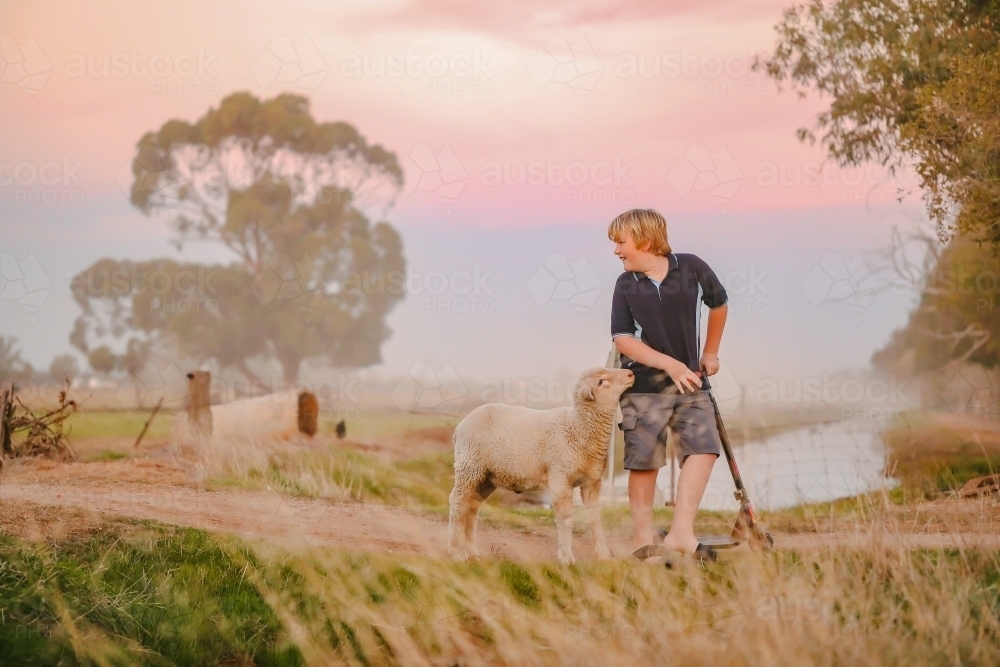 Twilight portrait image of young boy riding scooter in country setting with pet sheep - Australian Stock Image
