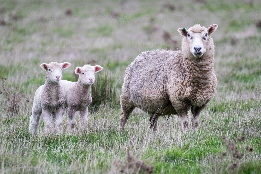 Twin lambs and mother sheep in paddock - Australian Stock Image