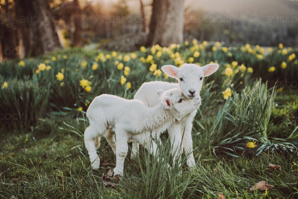 Twin lambs outside among daffodils in the afternoon - Australian Stock Image