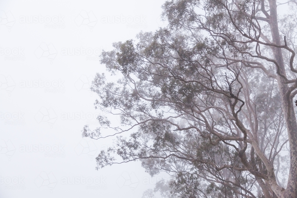 Twisting gum tree branches shrouded in mist and fog on cold morning - Australian Stock Image