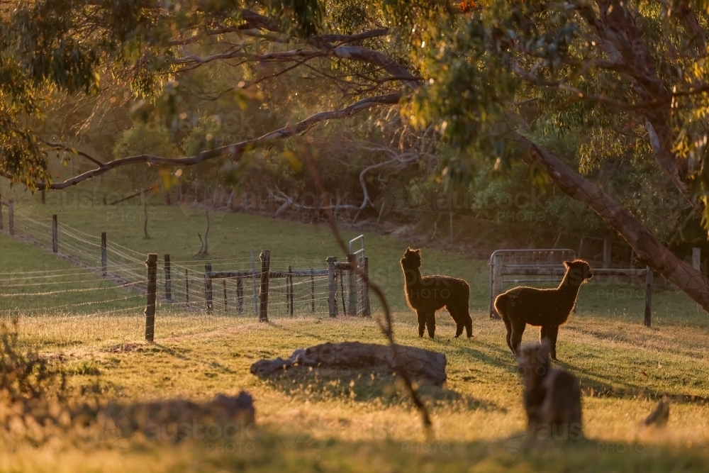 Two alpacas standing in field at last light of the afternoon - Australian Stock Image