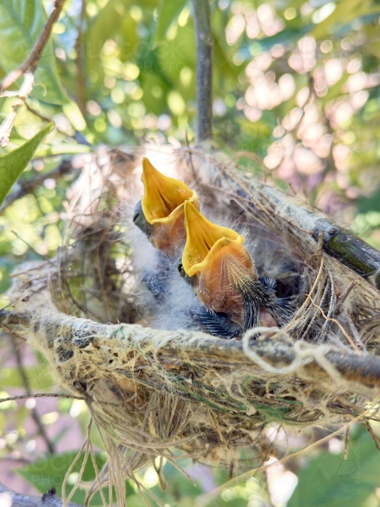 Two baby birds in a nest with beaks open waiting to be fed. - Australian Stock Image