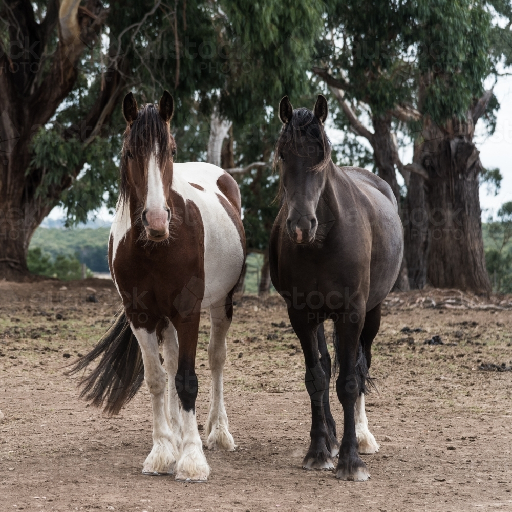 Two beautiful horses standing together on dirt track - Australian Stock Image