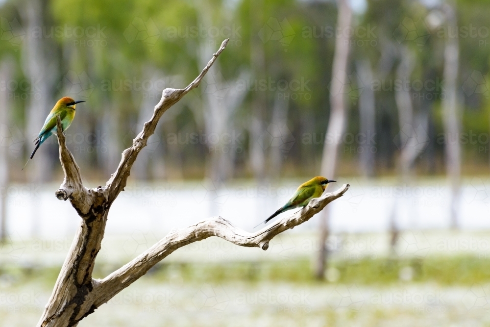 Two beautiful Rainbow Bee-eaters sitting on a branch with blurred background - Australian Stock Image