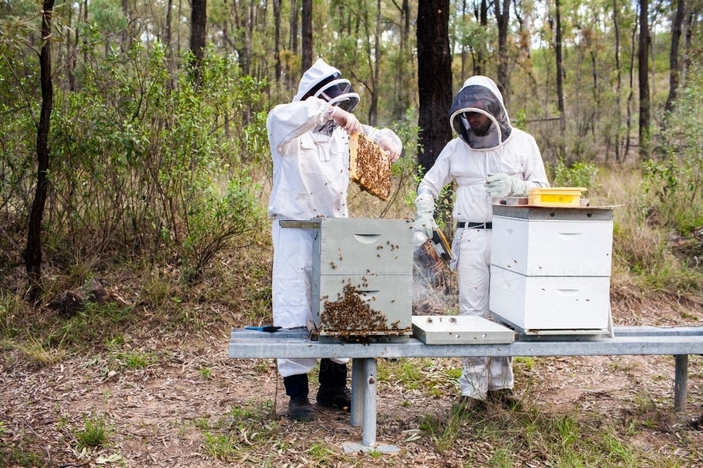 Two beekeepers harvesting honey from bee hives in aussie bushland - Australian Stock Image