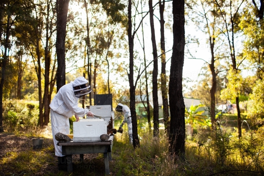 Two beekeepers harvesting honey from bee hives in aussie bushland - Australian Stock Image