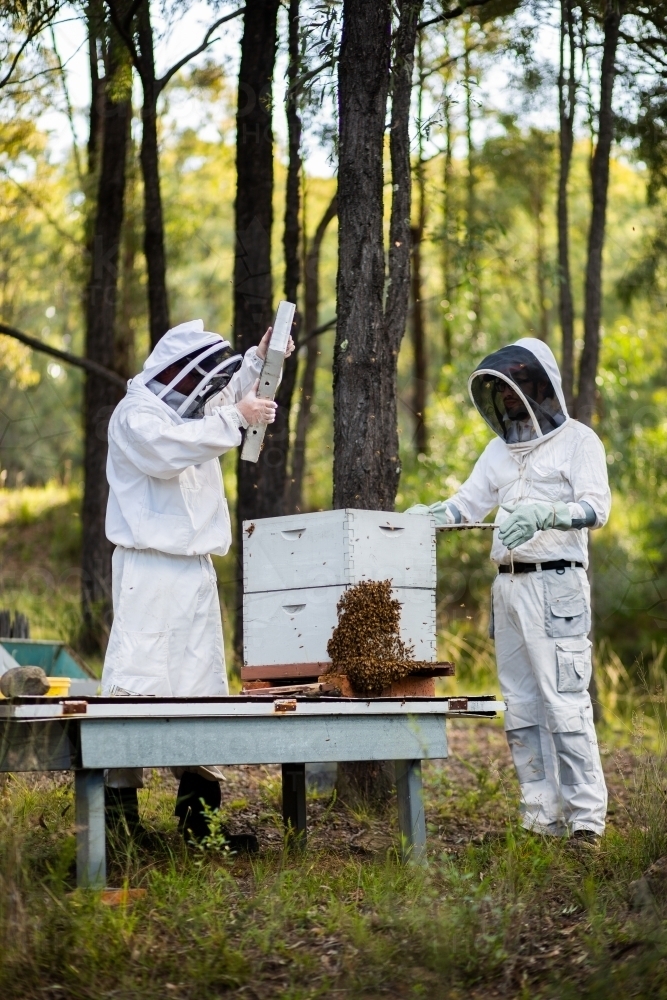 Two beekeepers harvesting honey from bee hives in aussie bushland - Australian Stock Image