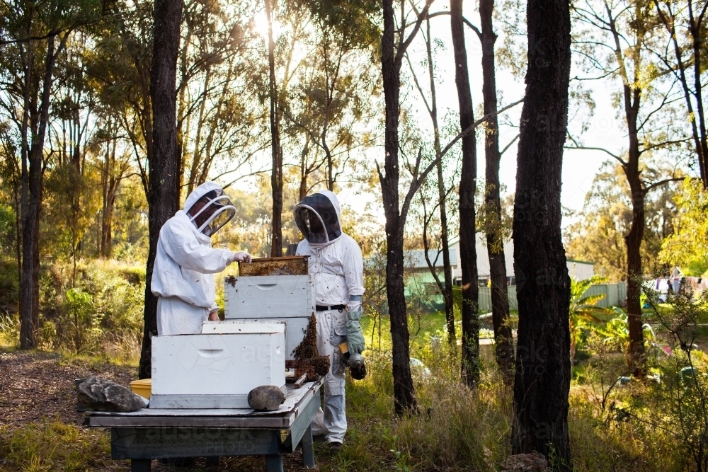 Two beekeepers harvesting honey from bee hives in aussie bushland - Australian Stock Image