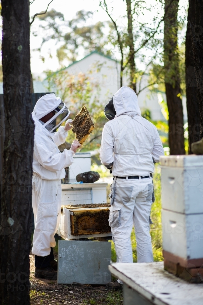 Two beekeepers harvesting honey from bee hives in aussie bushland - Australian Stock Image