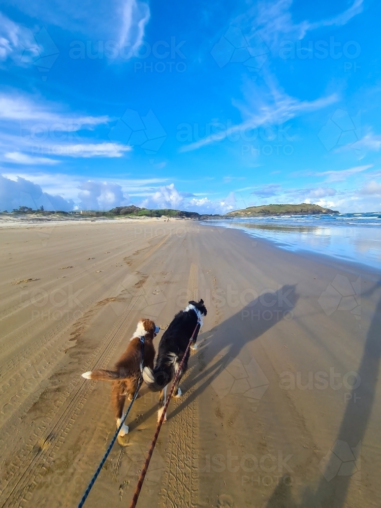 Two Border Collie breed dogs on an afternoon beach walk - Australian Stock Image