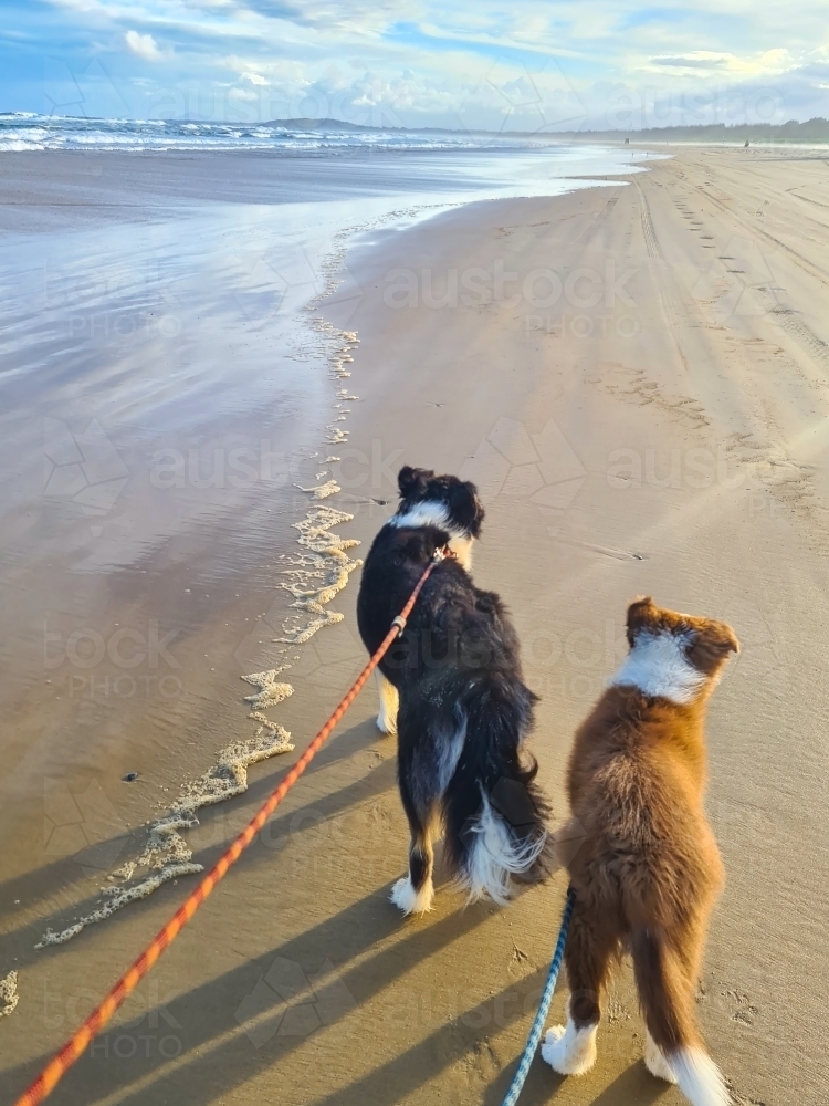 Two Border Collie breed dogs on an afternoon beach walk - Australian Stock Image