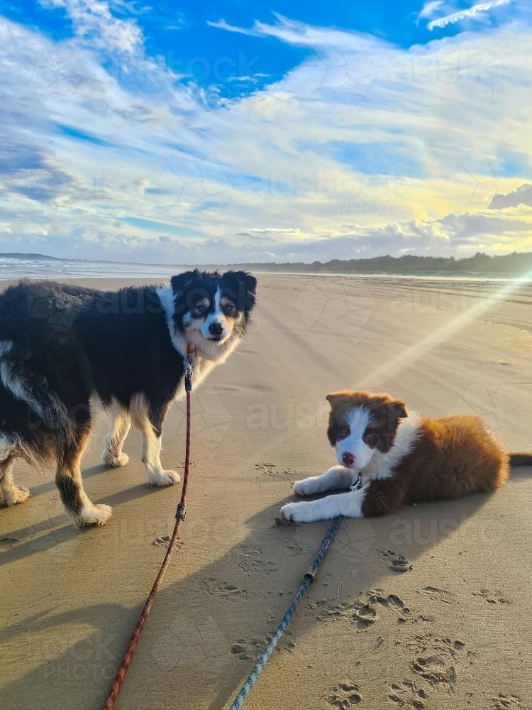 Two Border Collie breed dogs on an afternoon beach walk - Australian Stock Image