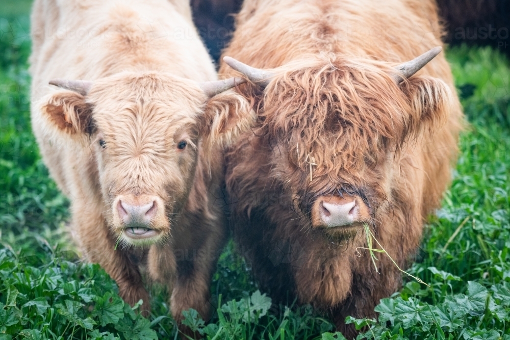 Two brown highland cows in green pasture looking at camera - Australian Stock Image