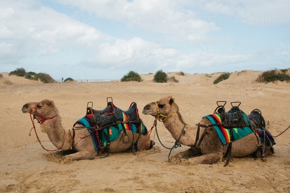 Two camels sitting on the beach - Australian Stock Image