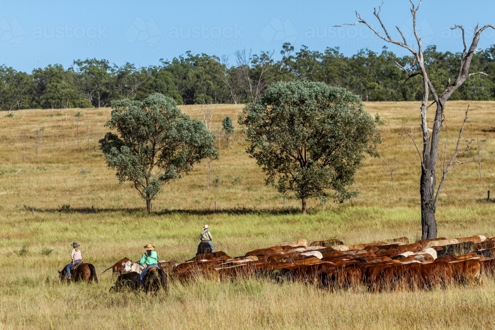 Two cowgirls and one cowboy mustering cattle on horses. - Australian Stock Image