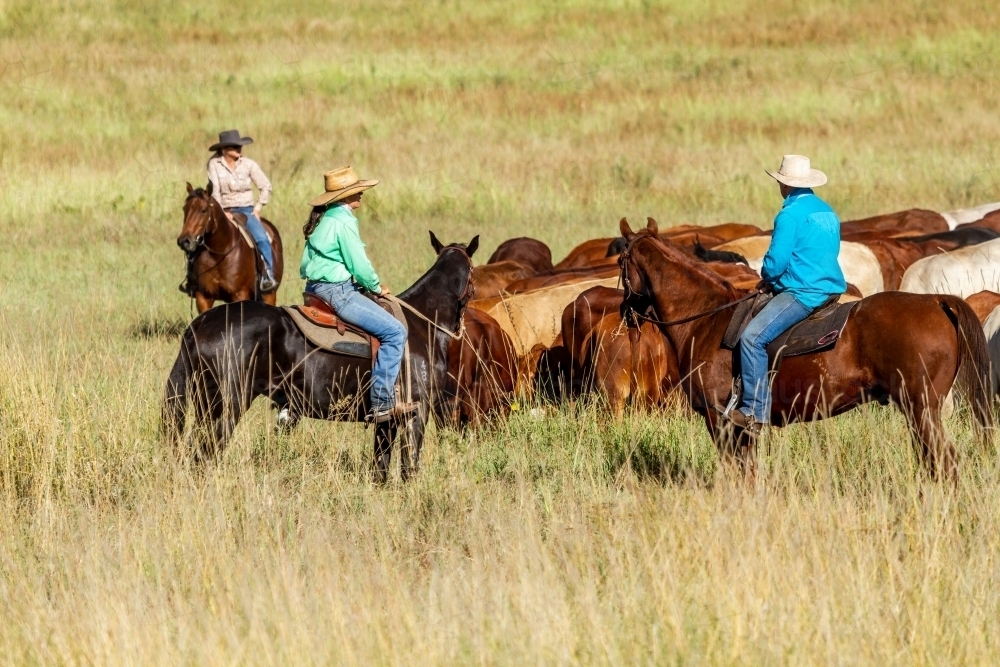 Image of Two cowgirls and one cowboy mustering on horses. - Austockphoto