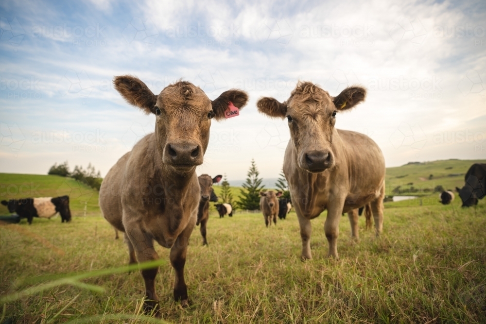 Two cows looking into the camera - Australian Stock Image