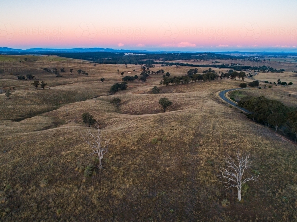 Two dead gum trees in paddock at dusk with pastel sky - Australian Stock Image