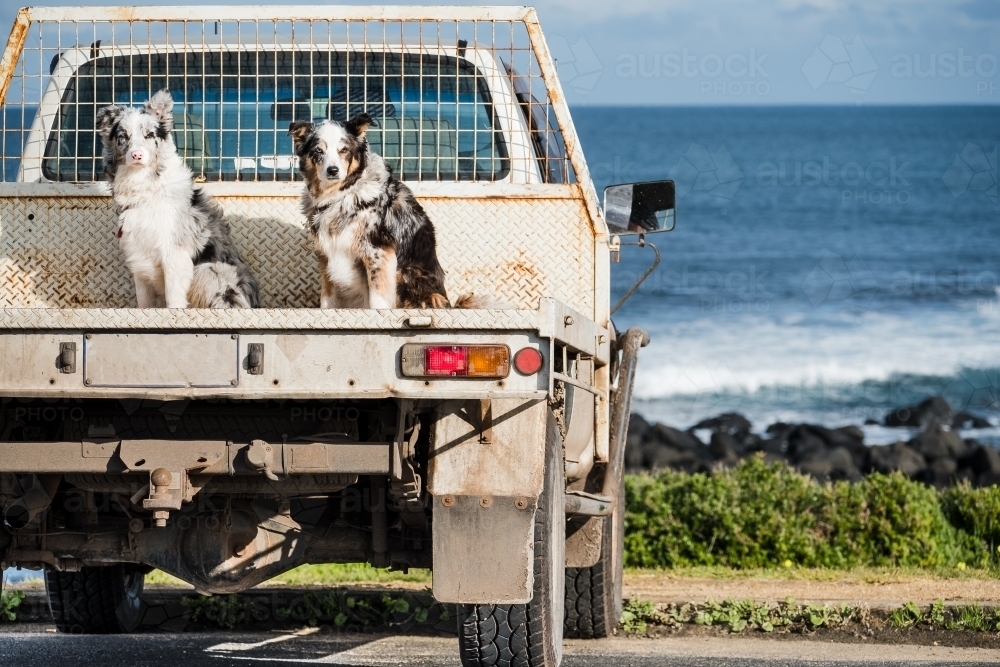 Two dogs on a ute at the beach. - Australian Stock Image