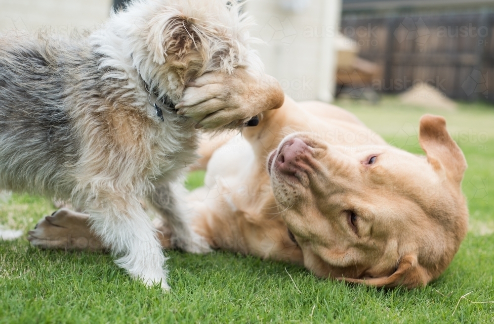Two dogs playing in the backyard - Australian Stock Image