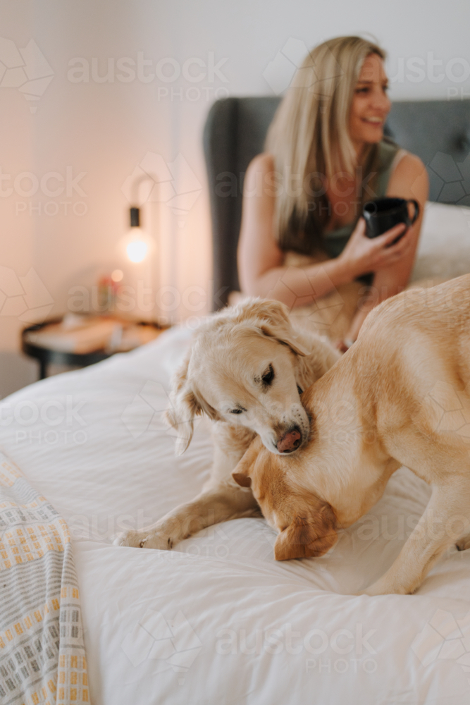 Two dogs playing on top of the bed. - Australian Stock Image