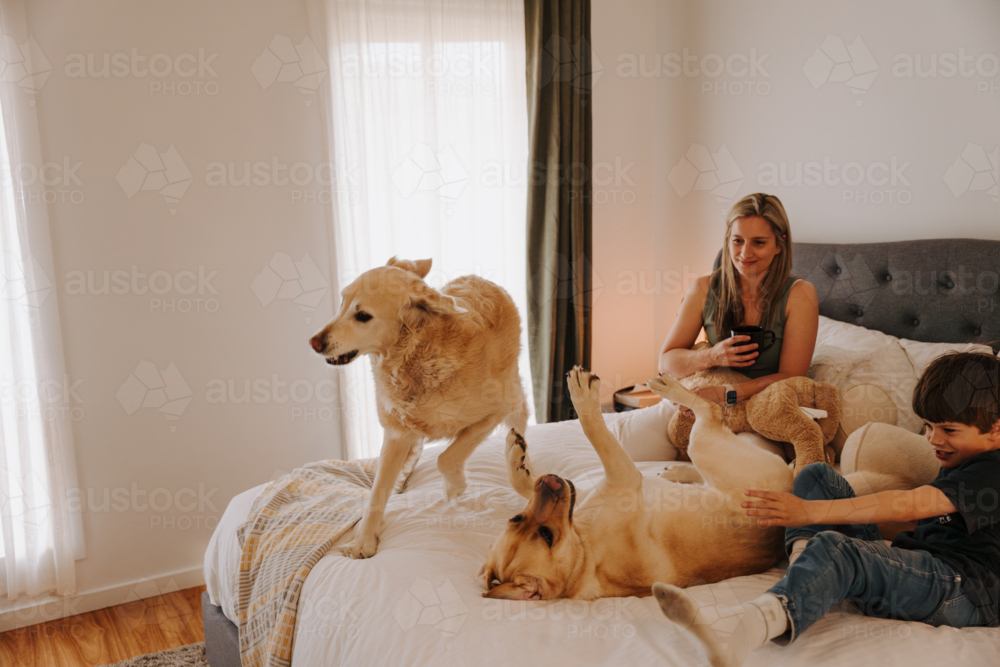 Two dogs playing on top of the bed with the family. - Australian Stock Image