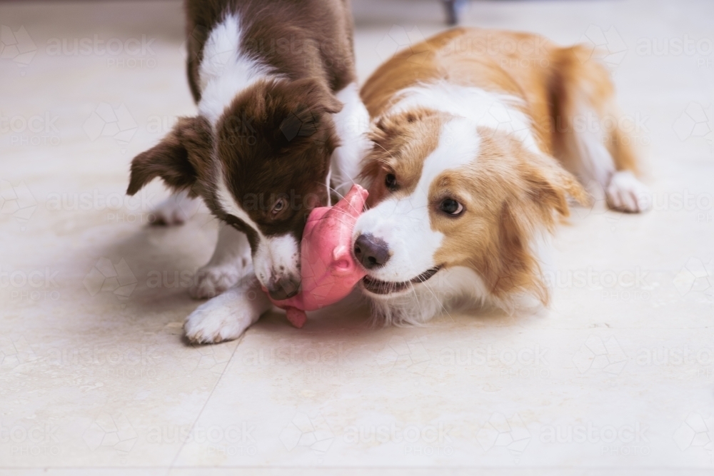 two dogs playing with dog toy - Australian Stock Image