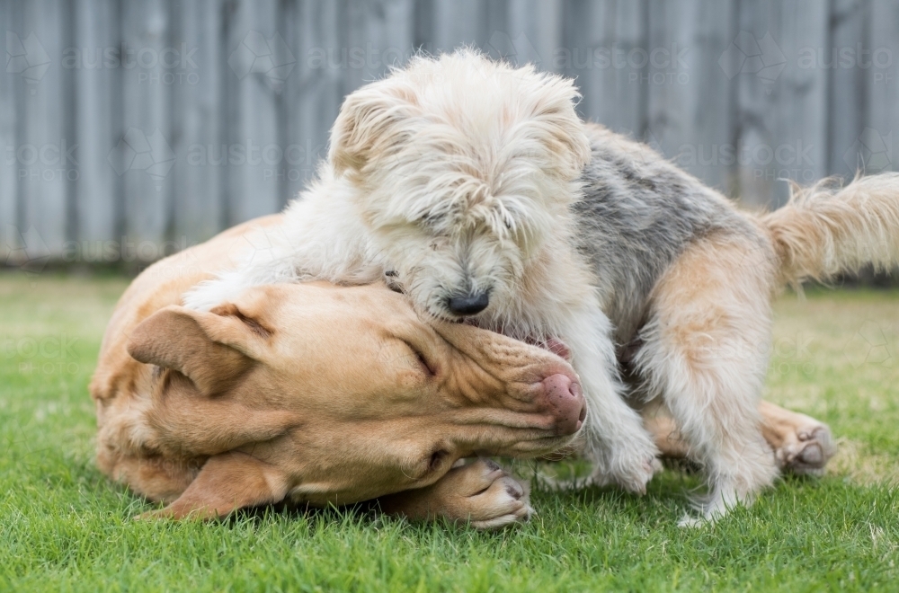 Two dogs playing with one another in the backyard. - Australian Stock Image