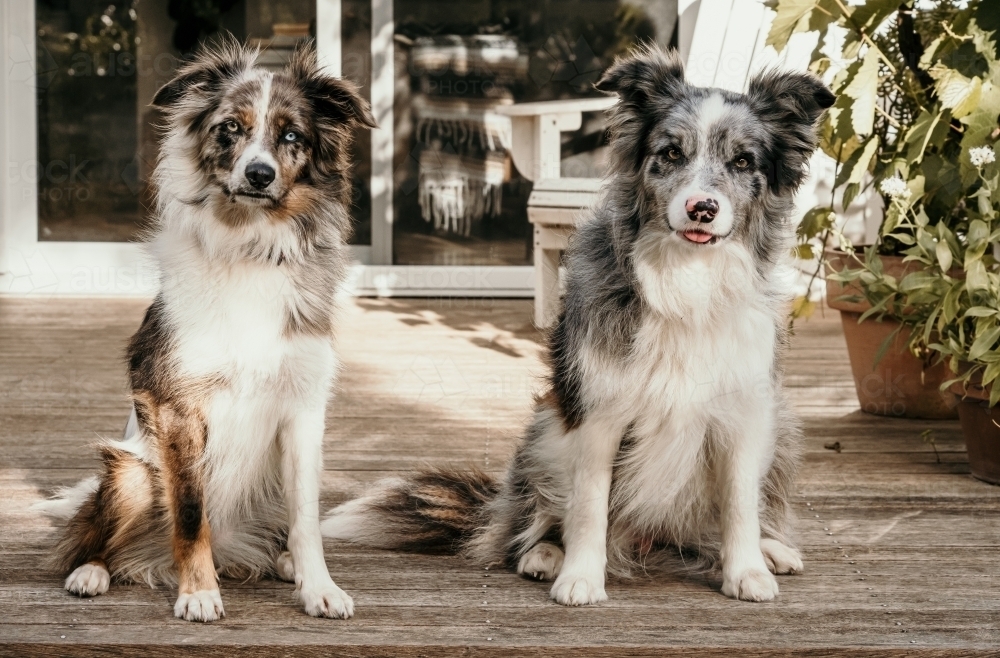 Two dogs staring intently at the camera. - Australian Stock Image