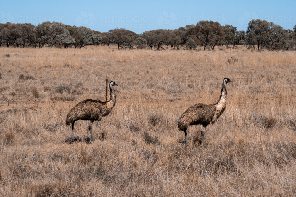Two emus on the side of the road - Australian Stock Image