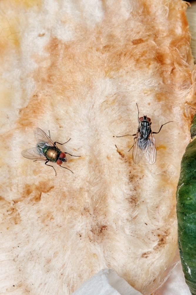 Two Flies on a Mango Pip - Australian Stock Image