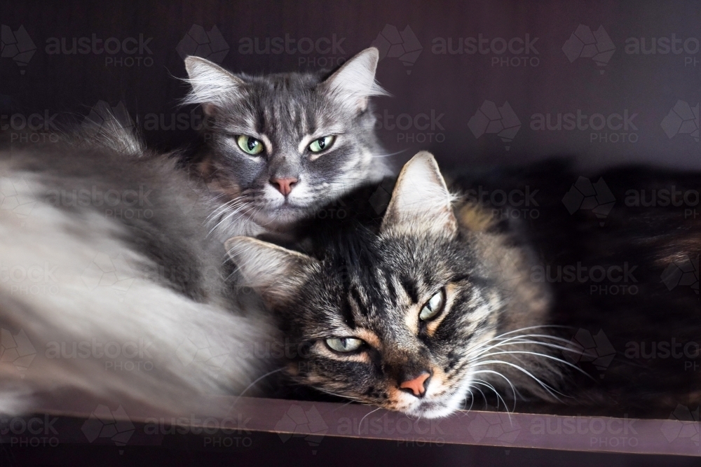 Two fluffy cats cuddling up to one another. - Australian Stock Image