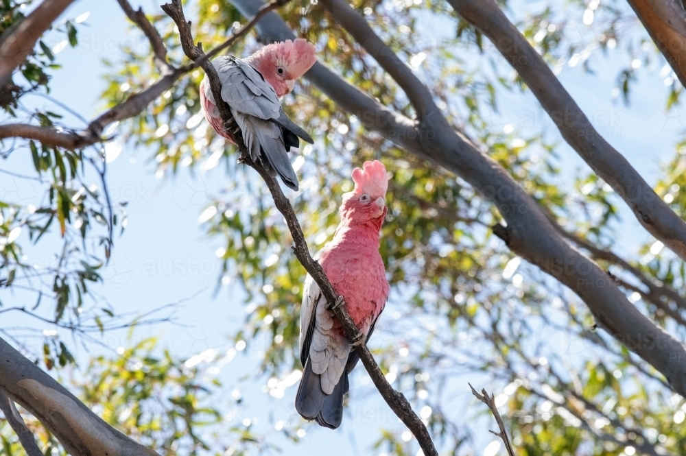 Two galahs sitting in a eucalyptus tree against the blue sky day. - Australian Stock Image