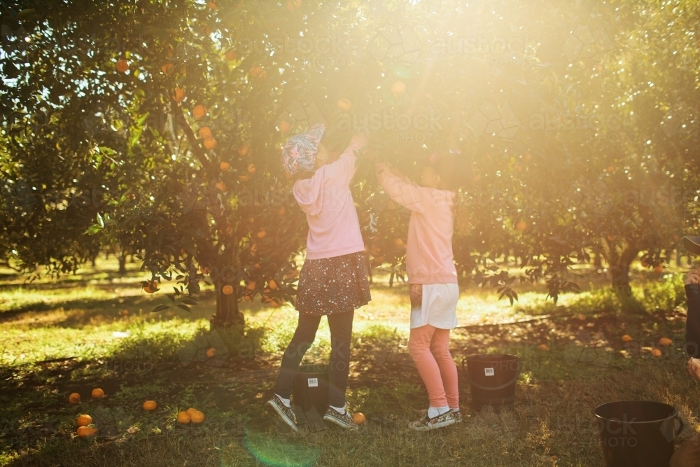 Two girls picking mandarins at a farm - Australian Stock Image