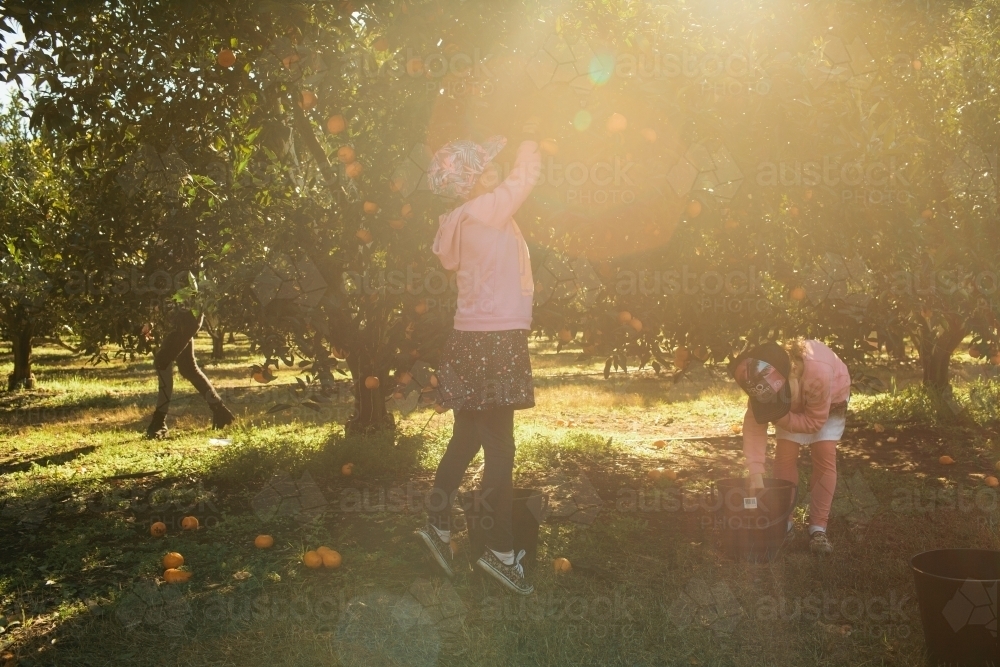 Two girls picking mandarins at a farm - Australian Stock Image
