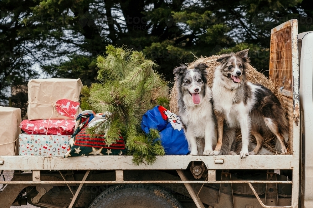 Image of Two happy farm dogs ready for christmas. Austockphoto