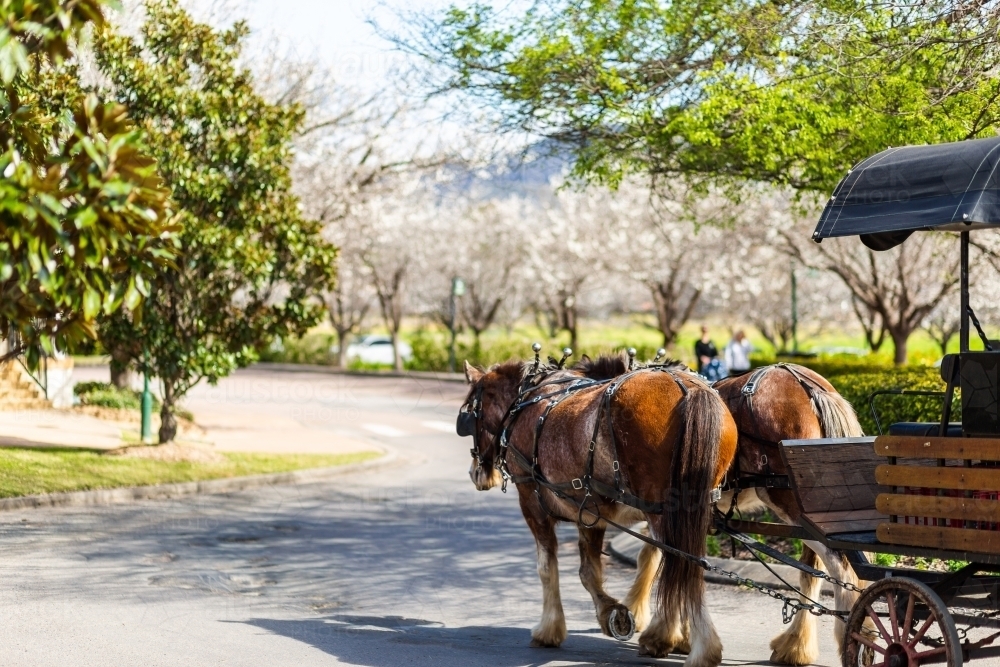 Two heavy draught horses pulling carriage down road in early spring - Australian Stock Image